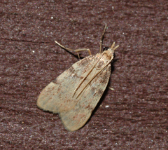 Acallis alticolalis