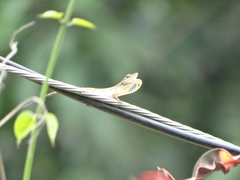 Anolis unilobatus
