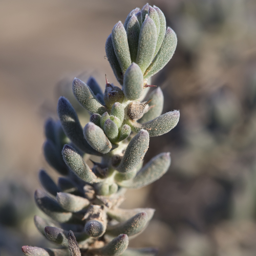 How to identify Sclerolaena diacantha (Nees) Benth.