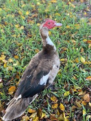 Cairina moschata domestica