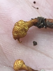 Ophiocordyceps variabilis