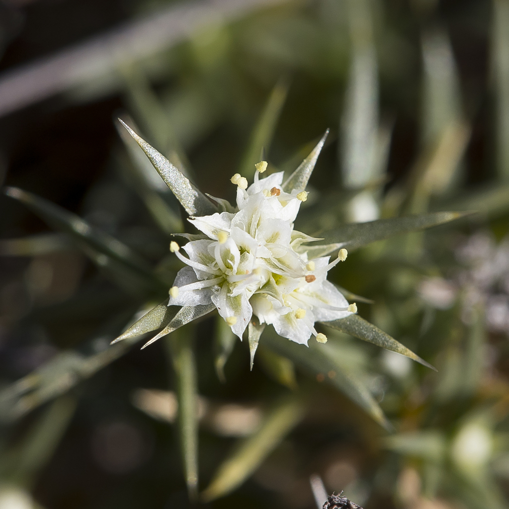 prickly knawel