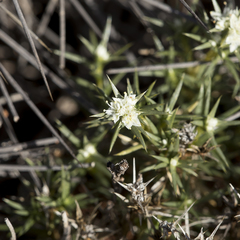Scleranthus pungens