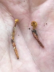 Ophiocordyceps variabilis