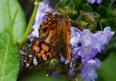 Vanessa altissima