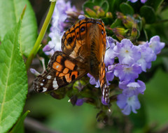 Vanessa altissima
