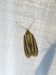 Sparganothis tristriata