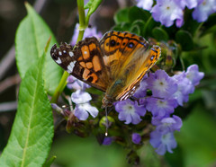 Vanessa altissima