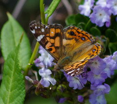 Vanessa altissima