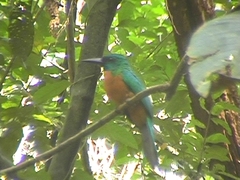 Jacamerops aureus penardi