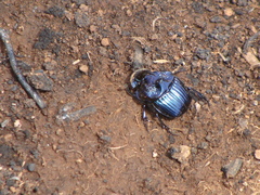 Phanaeus furiosus