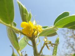 Senna uniflora