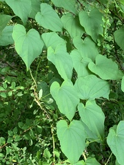 Dioscorea villosa