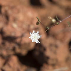 Podolepis capillaris