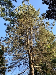 Pinus