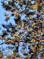 Pinus