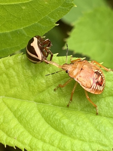 Spined soldier bug