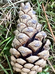 Pinus
