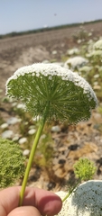 Visnaga daucoides