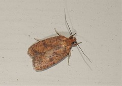Agonopterix robiniella