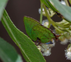 Cyanophrys pseudolongula