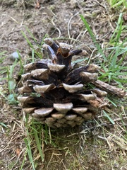 Pinus