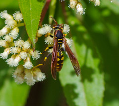 Polistes weyrauchorum