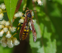 Polistes weyrauchorum