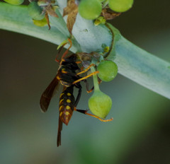 Polistes weyrauchorum