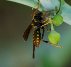 Polistes weyrauchorum