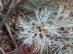 Calliandra humilis