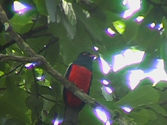 Trogon massena hoffmanni