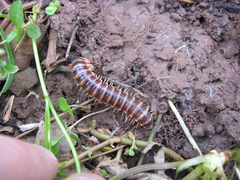 Semionellus placidus