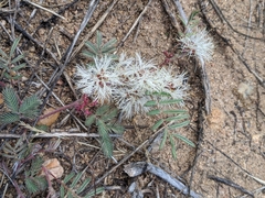 Calliandra humilis