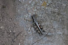 Melanoplus glaucipes