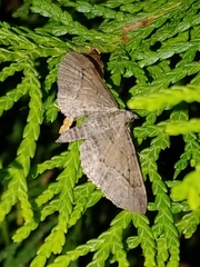 Eupithecia unicolor