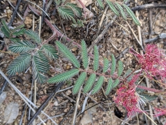 Calliandra humilis