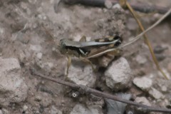 Melanoplus glaucipes