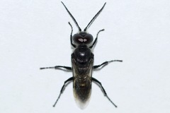 Astata unicolor