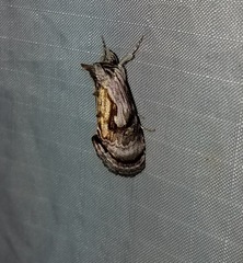 Chrysanympha formosa