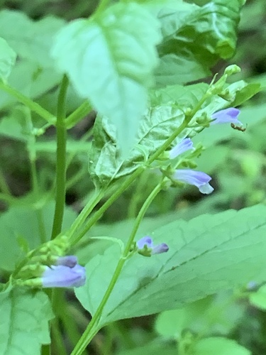 Blue skullcap (Scutellaria lateriflora)