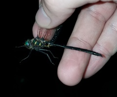 Somatochlora forcipata