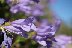 Penstemon fruticosus