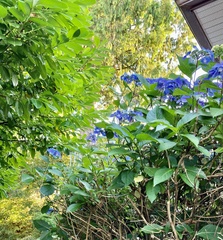 Hydrangea