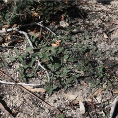 Opercularia hispida