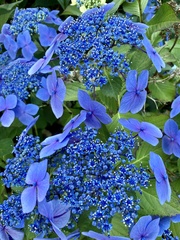 Hydrangea
