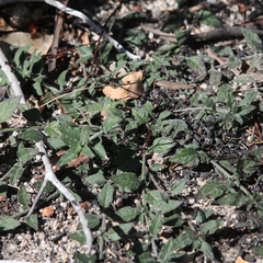 Opercularia hispida