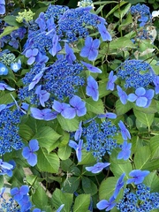 Hydrangea