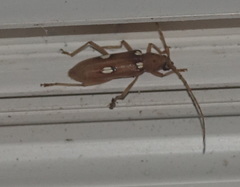 Eburia quadrigeminata