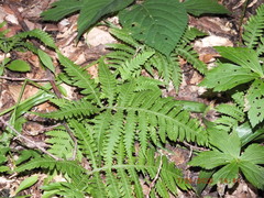 Phegopteris